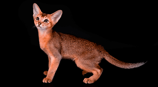 Abyssinian