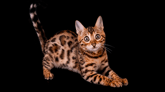 Bengal Kitten