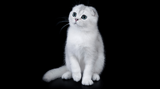 Scottish Fold kitten